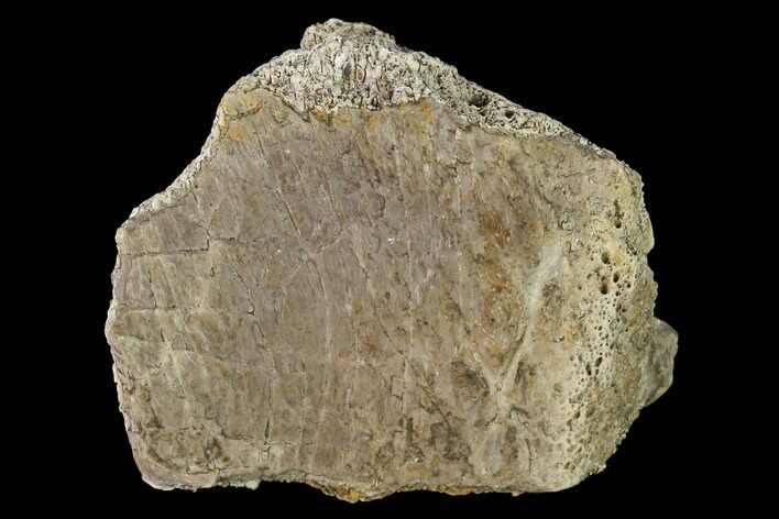 Permian Amphibian Fossil Bone - Texas #153751